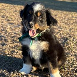 Green collar - Black tri male Miniature Australian Shepherd puppy in 32046, Florida from River Hill Ranch