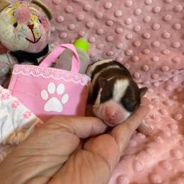 S'mores - Chocolate, tan and white female Yorkshire Terrier puppy in Cameron, Oklahoma from Jane’s Yorkies