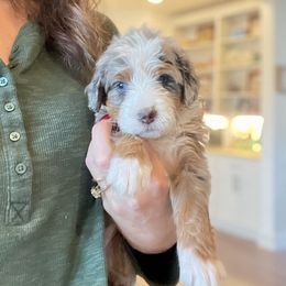 Bernedoodle and Bernese Mountain Dog Puppies from Wild Mountainside Bernedoodles