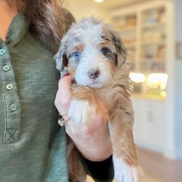 Bernedoodle and Bernese Mountain Dog Puppies from Wild Mountainside Bernedoodles