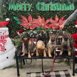 German Shepherd puppies from Honeycutt Haus Shepherds