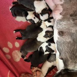 Boy 1 - Black and white male Boston Terrier puppy in North Central, Vermont from Windy Valley’s Bostons