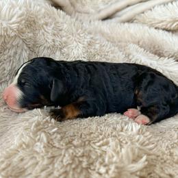Springsteen - Tri-color male Bernedoodle puppy in New River, Arizona from Sonoran Standard Doodles