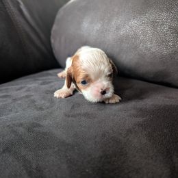 Daisy - Blenheim female Cavalier King Charles Spaniel puppy in New Holland, Pennsylvania from Mountain Breeze Puppies