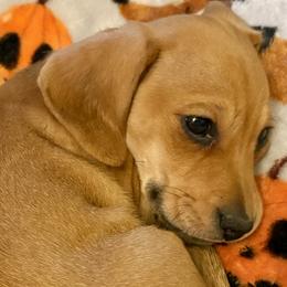 Magic Molly - Red female Dachshund puppy in Spokane, Washington from Beautiful Beans