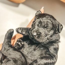 Labradoodles, Labrador Retrievers, and Poodles from Caney Fork Labs and Doodles