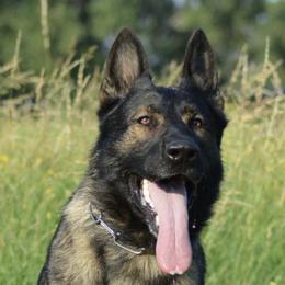 German Shepherds and Rottweilers from El Dorado