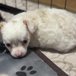 2 - Cream and white female Chihuahua puppy in Victoria, Texas from NitteSwan