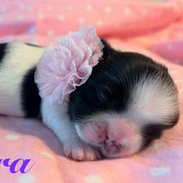 Tara - Black and white female Shih Tzu puppy in Hemet, California from Aloha Shih Tzu