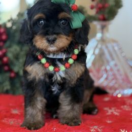Savy- gray collar - Tri-color female Cavapoo puppy in Yuciapa, California from AlltheDoodlez_