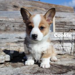 Cookie-Deshka - Red and white female American Corgi puppy in Sedro Woolley, Washington from Patriot Corgis