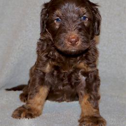 Gobstopper - Tri-color male Bernedoodle puppy in Ohio from Moore Doodles