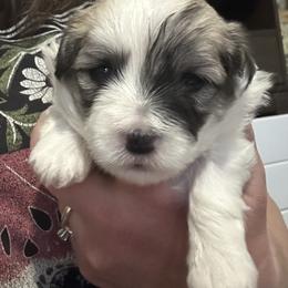 Boy 1 - Tri-color male Coton de Tulear puppy in Vancouver, Washington from Uptown Cotons