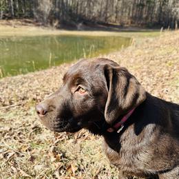 Labrador Retriever Puppies from North Star Retrievers