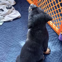 Rottweiler Puppies from Gregory Mulkey's Rottweilers