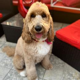 Nala - Goldendoodle