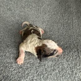 Boy 3 - Merle male Goldendoodle puppy in Jacksonville, Florida from Dandelion Doodles