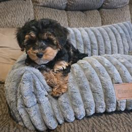 Poodle, Yorkipoo, and Yorkshire Terrier Puppies from Sonshine Yorkies