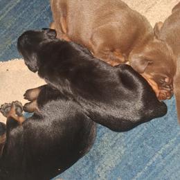 Doberman Pinscher Puppies from Dove's K9 Academy