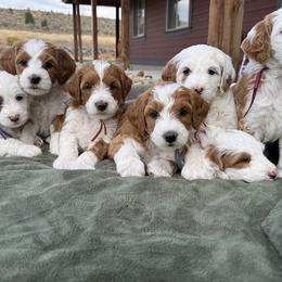 Goldendoodle puppies from Switch Canyon Doodles