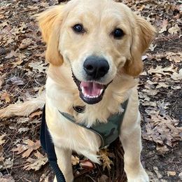 Golden Retrievers from Pacific Coast European Goldens