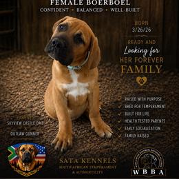 Noble - Fawn female Boerboel puppy in Delta, Colorado from SATA Kennels