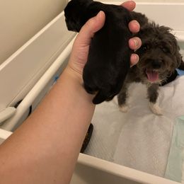Schnoodle Puppies from Noodle Tings Puppies