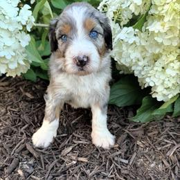 Bernedoodle, Bernese Mountain Dog, and Poodle Puppies from Bubbling Springs Doodles, LLC
