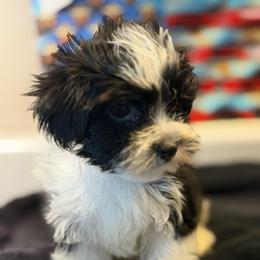 Ditch - Piebald male Morkie puppy in Florence, Kentucky from 4paws4ever by Design