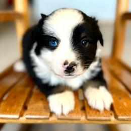 Mistletoe - Black tri female Miniature American Shepherd puppy in Bayard, Nebraska from Puppies by Alies