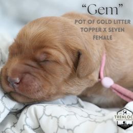Gem - Dark golden Golden Retriever puppy in Fond Du Lac, Wisconsin from Trenlock Kennels & Retrievers