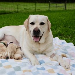 Labrador Retriever Puppies from Pride Rock Labradors