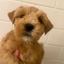 Rita - Wheaten female Miniature Schnauzer puppy in Grayson, Kentucky from Seventh Heaven Schnauzers
