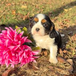 Tr Girl 3 - Tri-color female Cavalier King Charles Spaniel puppy in Raymondville, Missouri from Puppy PlayPen