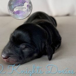 Dylan - Black and cream male Dachshund puppy in New Braunfels, Texas from 2 Knights Doxies