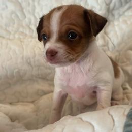 Chihuahua puppies from Gift of Gods Favor