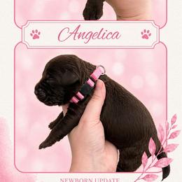 Angelica - Chocolate female Labrador Retriever puppy in Morriston, Florida from Penny Lane Labradors