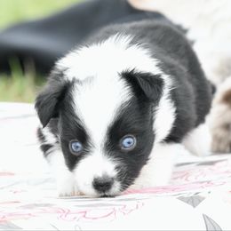 Rachel - Black tri female Toy Australian Shepherd puppy in Chickasha, Oklahoma from Rustic Lace
