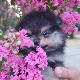 Damon - Black and tan Pomeranian puppy in Three Rivers, California from Mountain Mama's Poms