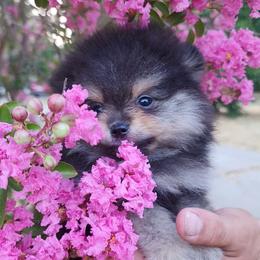 Damon - Black and tan Pomeranian puppy in Three Rivers, California from Mountain Mama's Poms