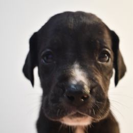 Cinnabon - Mantle female Great Dane puppy in Salem, Oregon from Gigantes de Cervantes