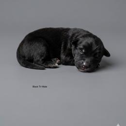 Jake - Black tri-color male Australian Shepherd puppy in Fort Myers, Florida from U Cross Australian Shepherds