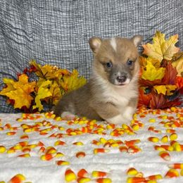 Boy 3 - Red male Pembroke Welsh Corgi puppy in Surprise, Arizona from Ruff and Rowdy Corgis