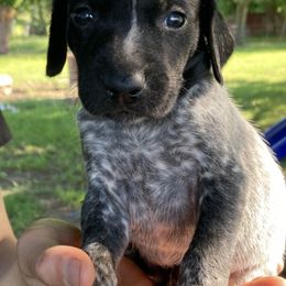 German Shorthaired Pointers from Winsome Farm
