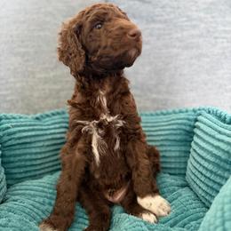 Jersey (Brown Boy) - Red  male Goldendoodle puppy in Toledo, Ohio from Avery Doodle Day LLC