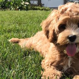 Australian Labradoodle Puppies from Greystone Australian Labradoodles