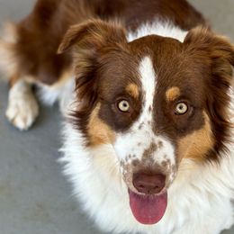 Suki - Australian Shepherd