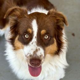 Suki - Australian Shepherd