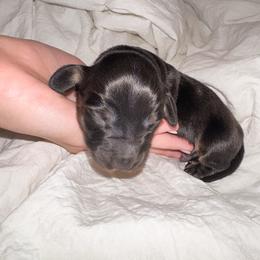 Scooby - Black and tan male Dachshund puppy in Eufaula, Alabama from B’s Dachshunds