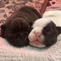 French Bulldog puppies from Baltic French Bulldogs
